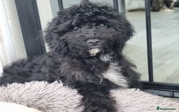 Cavapoo dogs for sale: F1 Cavapoo puppies - Image 15