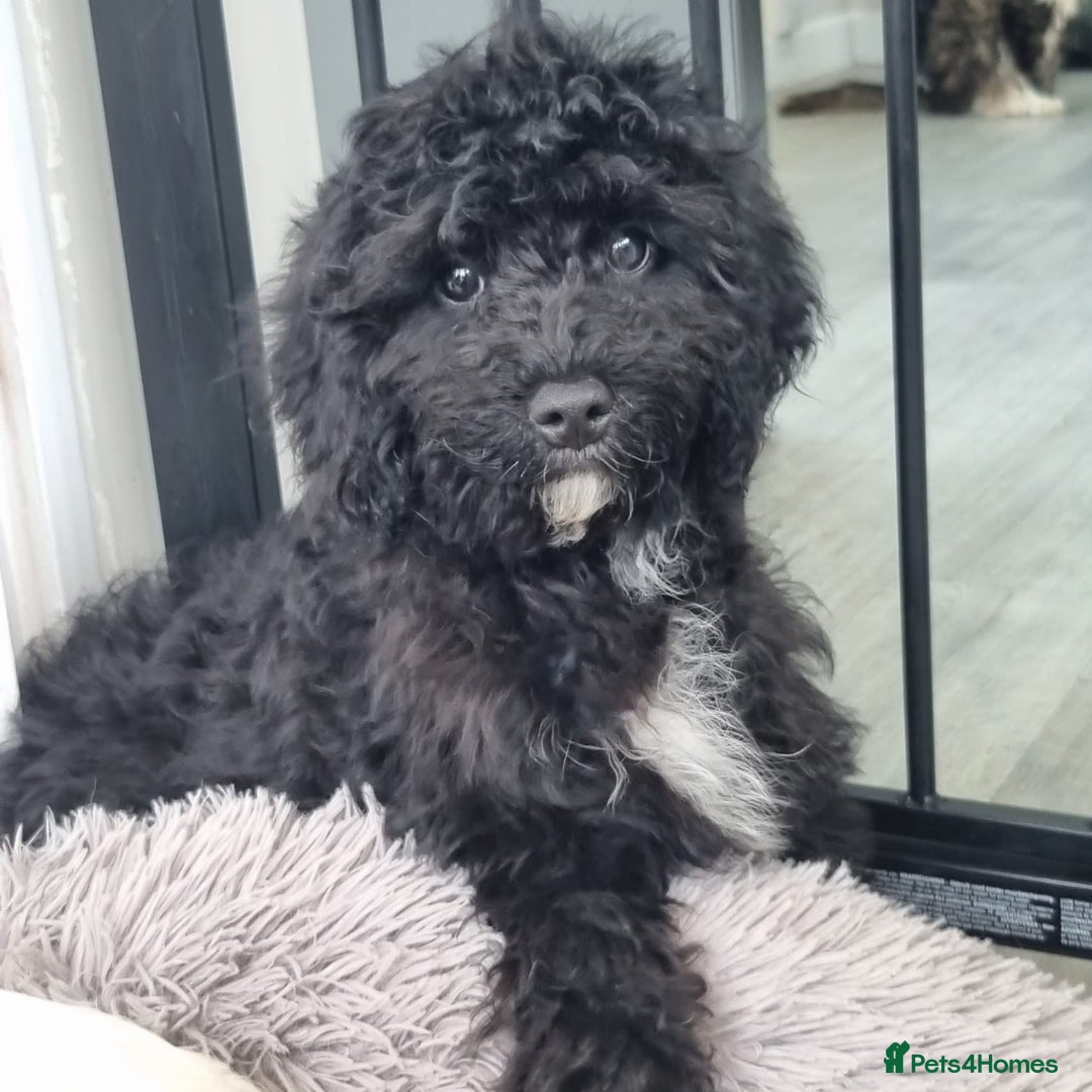 Cavapoo dogs for sale: F1 Cavapoo puppies - Image 15