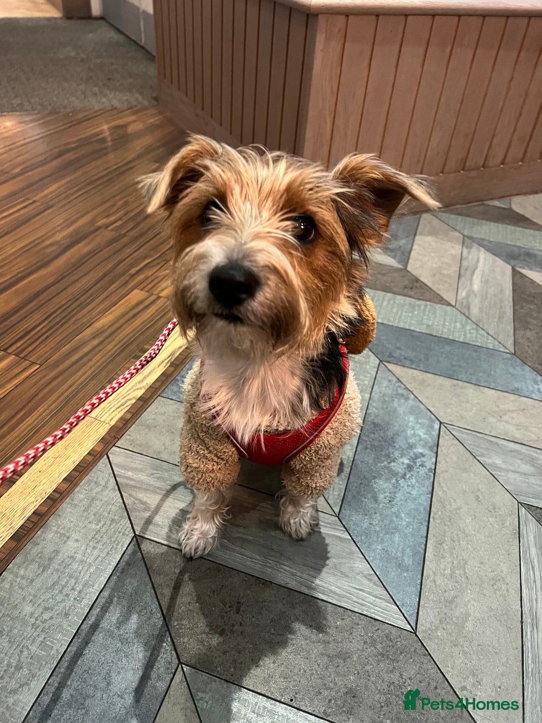 Mixed Breed dogs for sale: Cookie looking for new home - Advert 2