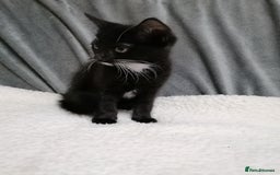 Mixed Breed cats for adoption: 💙🐱 OREO & SHADOW 😺💙 - Image 11