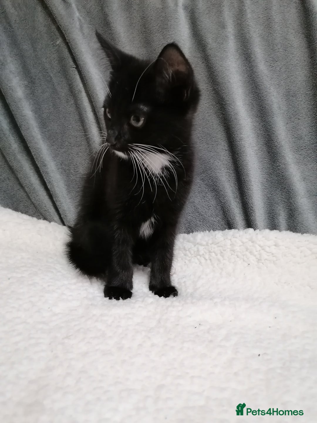 Mixed Breed cats for adoption: 💙🐱 OREO & SHADOW 😺💙 - Image 11