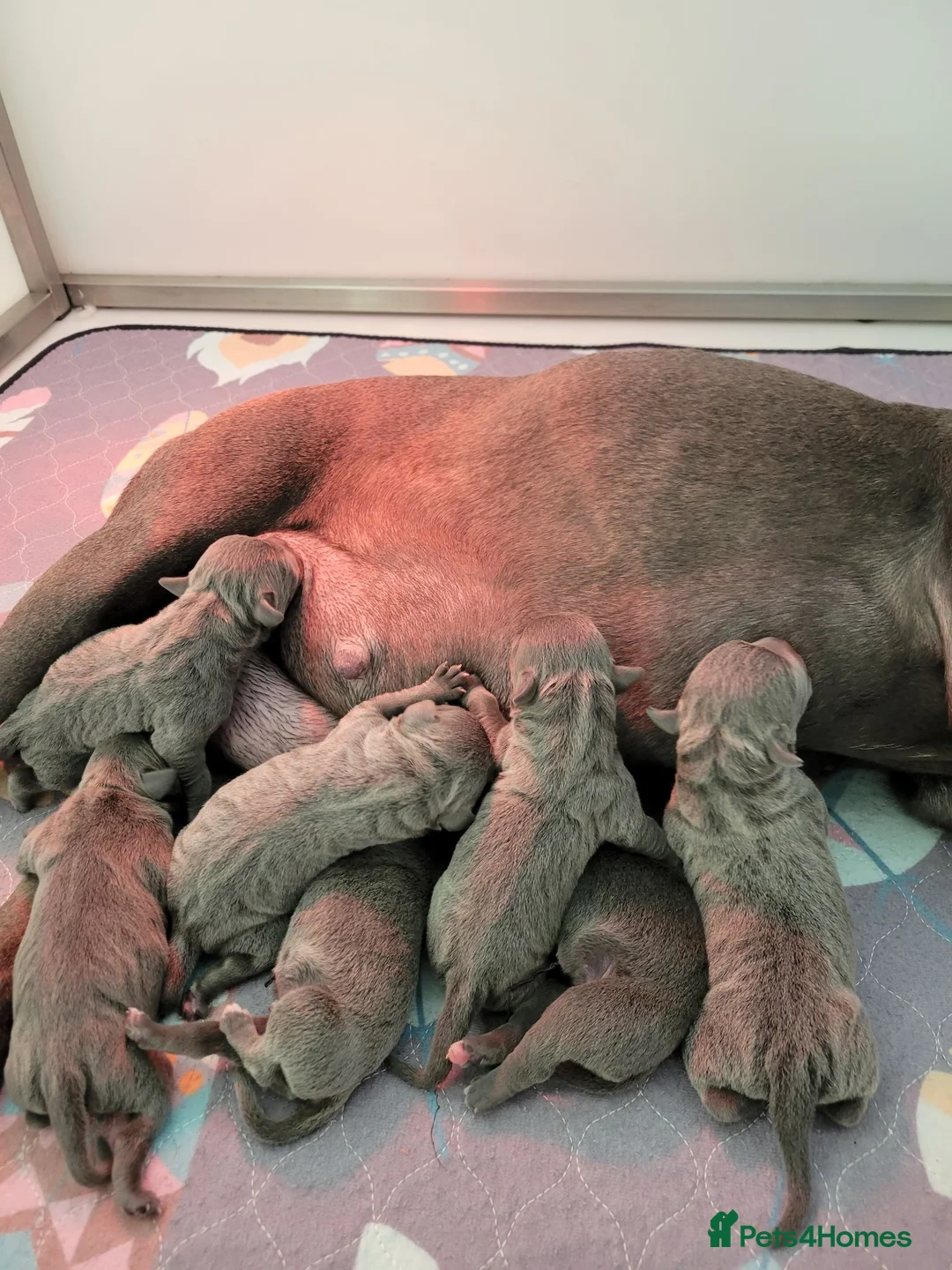 Staffordshire Bull Terrier dogs for sale: 7 Kc reg blue staffys - Advert 2