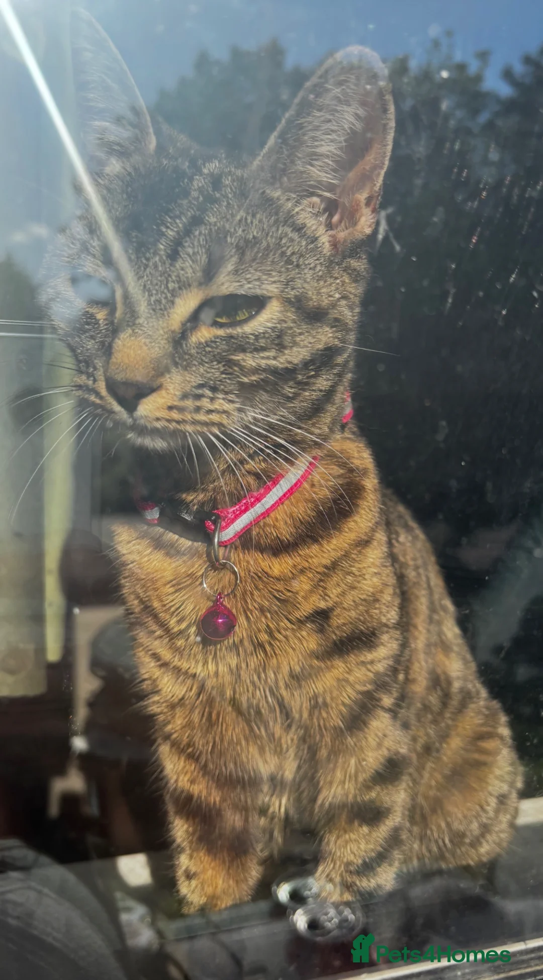Mixed Breed cats for sale: 🐾 Adorable Kittens Looking for Loving Homes 🐾 in Milton Keynes - Advert 1
