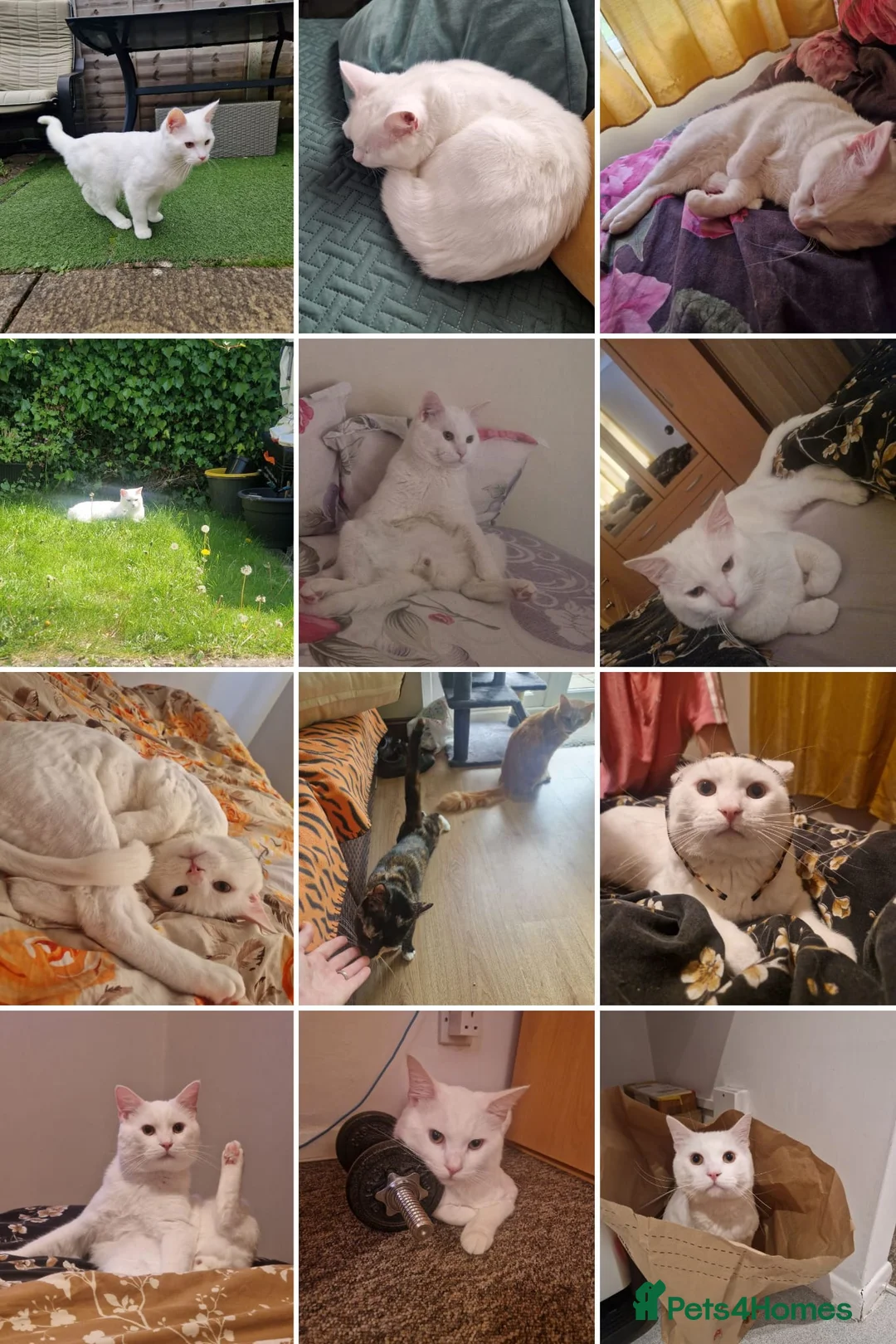 Turkish Angora cats for sale: 3 years old Turkish angora in Waterlooville - Advert 10