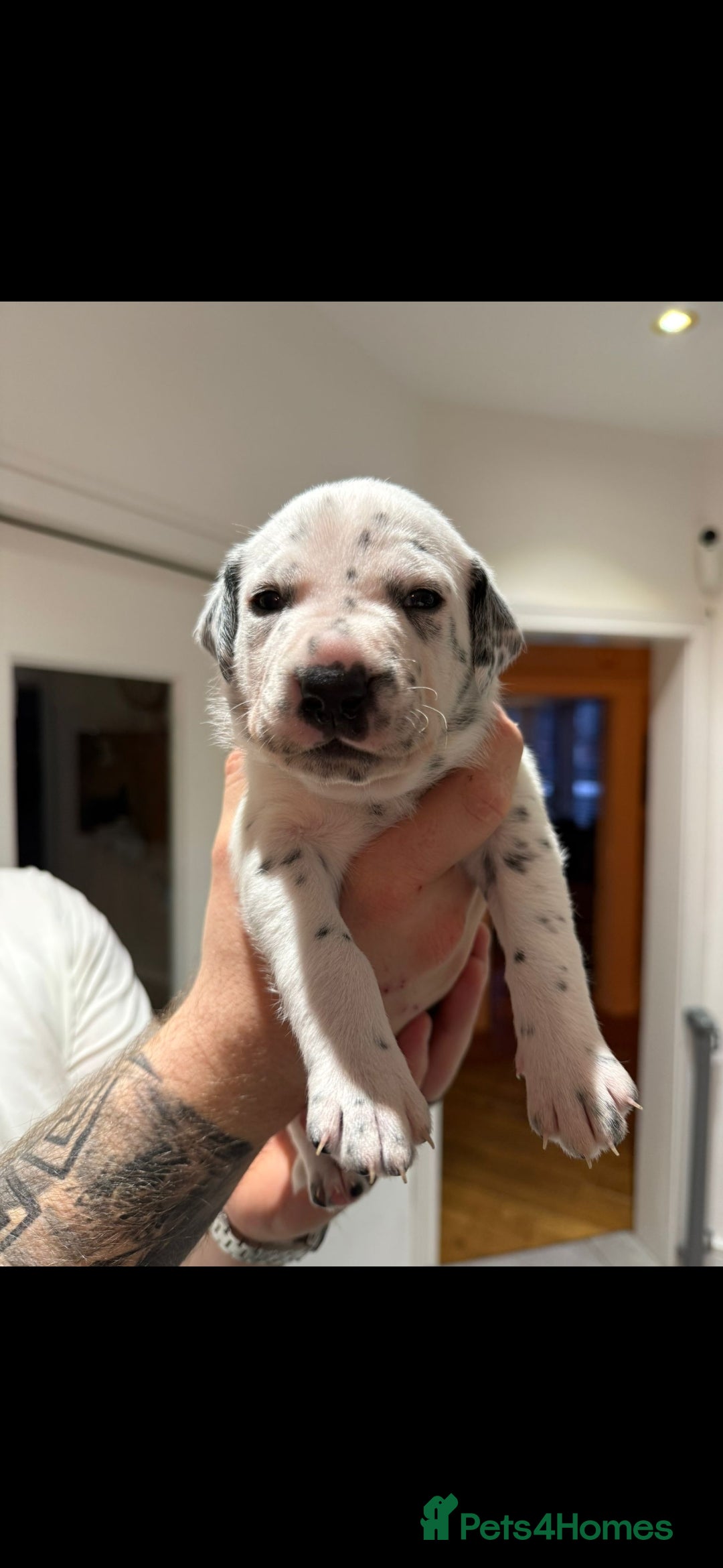 Mixed Breed dogs Gorgeous family puppies  - Advert 16