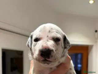 Mixed Breed dogs Gorgeous family puppies - Advert 16