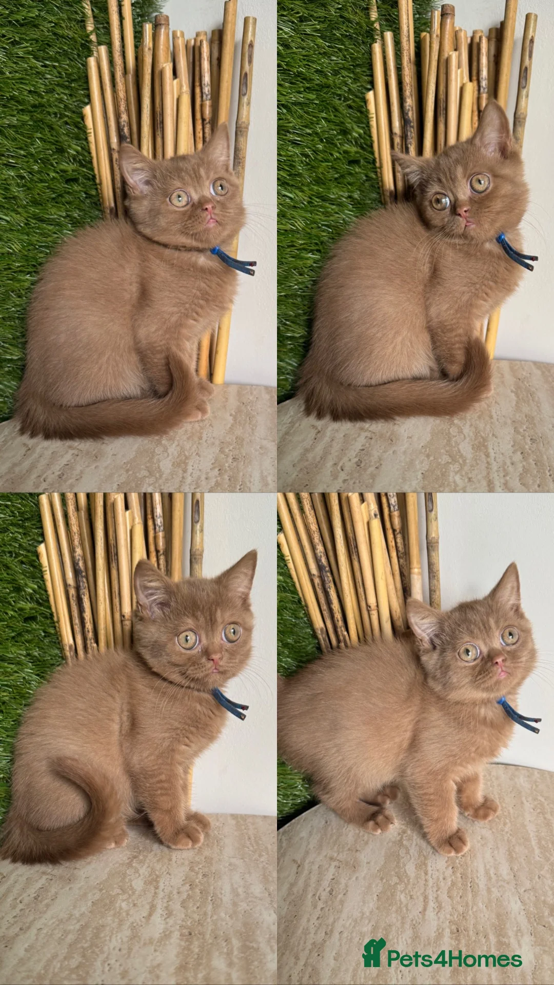 British Shorthair cats for sale: Ready now British shorthair babies - Advert 10