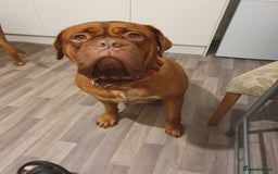 Dogue De Bordeaux dogs for sale: Dogue de Bordeaux - Image 1