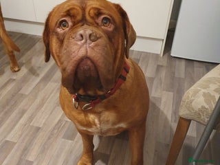 Dogue De Bordeaux dogs for sale - Advert 1