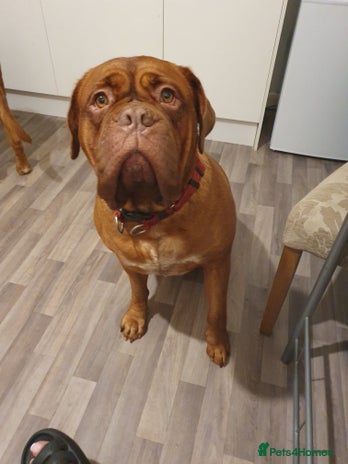 Dogue De Bordeaux dogs - Advert 2