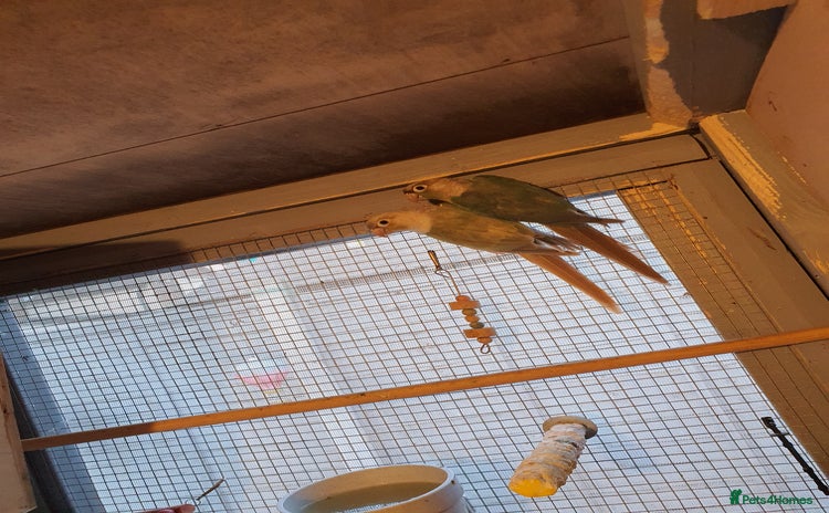 Conures birds - Advert 9