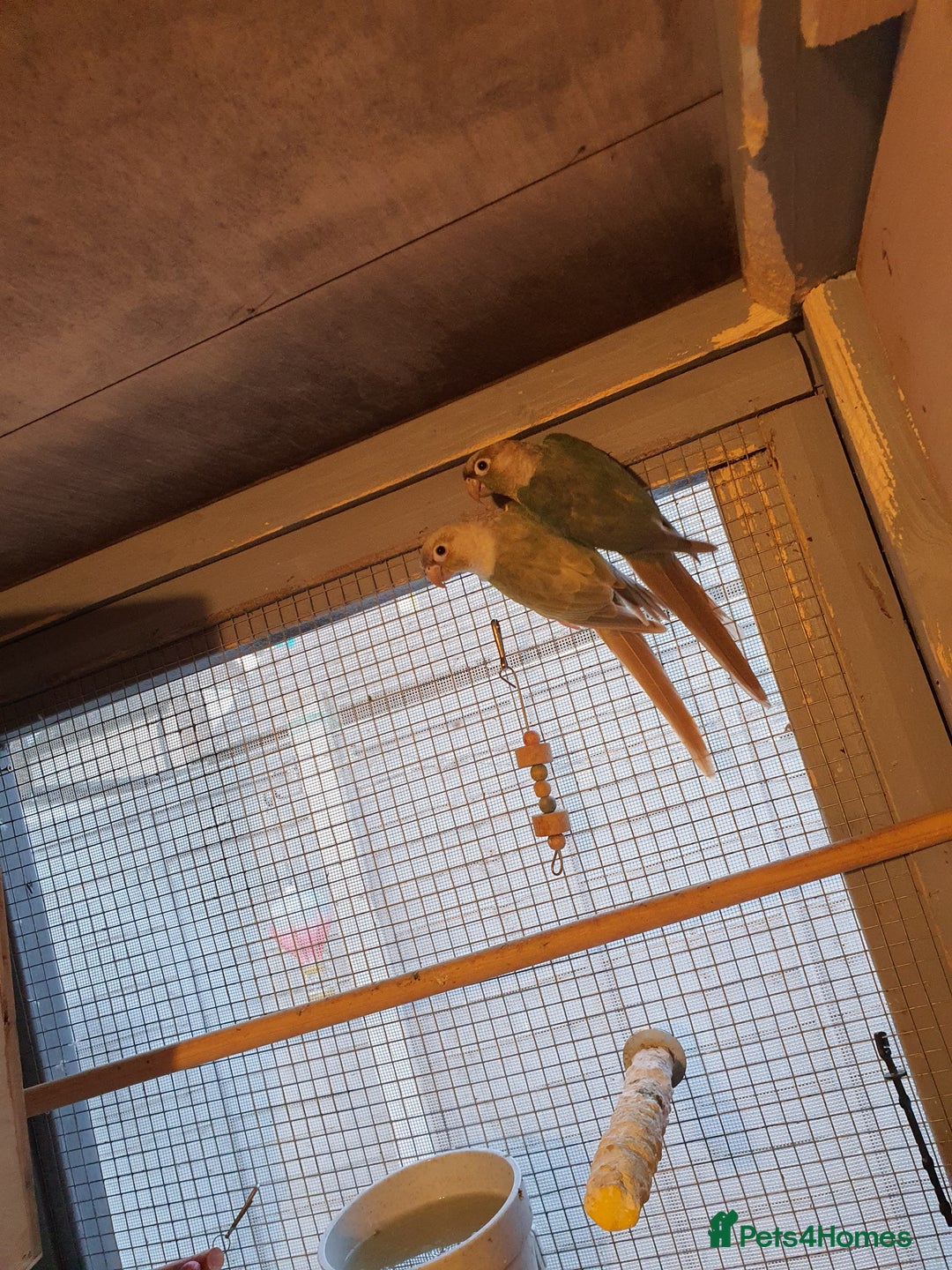 Conures birds for sale: Proven pair conure - Image 1