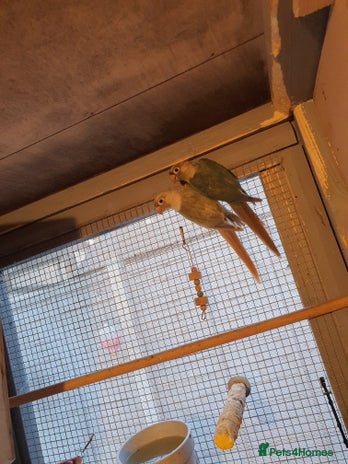 Conures birds - Advert 4