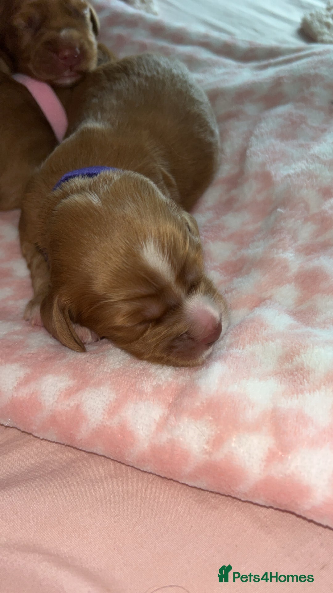 Cocker Spaniel dogs for sale: Gorgeous cocker spaniel pups(ONLY 1 REMAINING)  - Advert 3