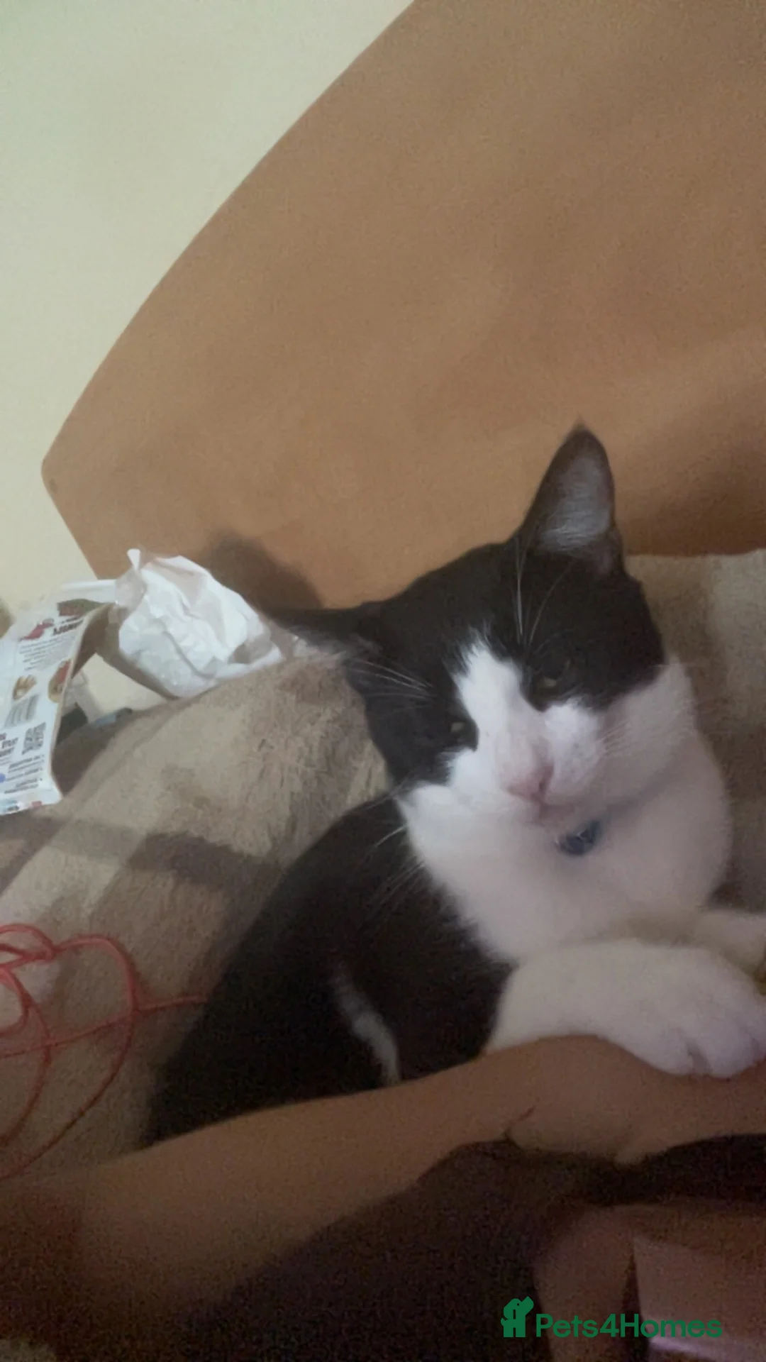 Mixed Breed cats for sale: male 9 month entire for sale - Advert 7