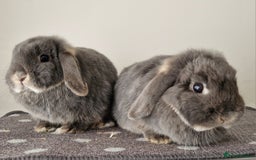Mini Lop rabbits for sale: *RESERVED* URGENT - 2 Girls & ENTIRE set up - Image 3