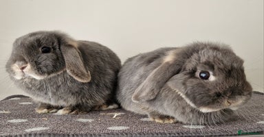 Mini Lop rabbits - Advert 15