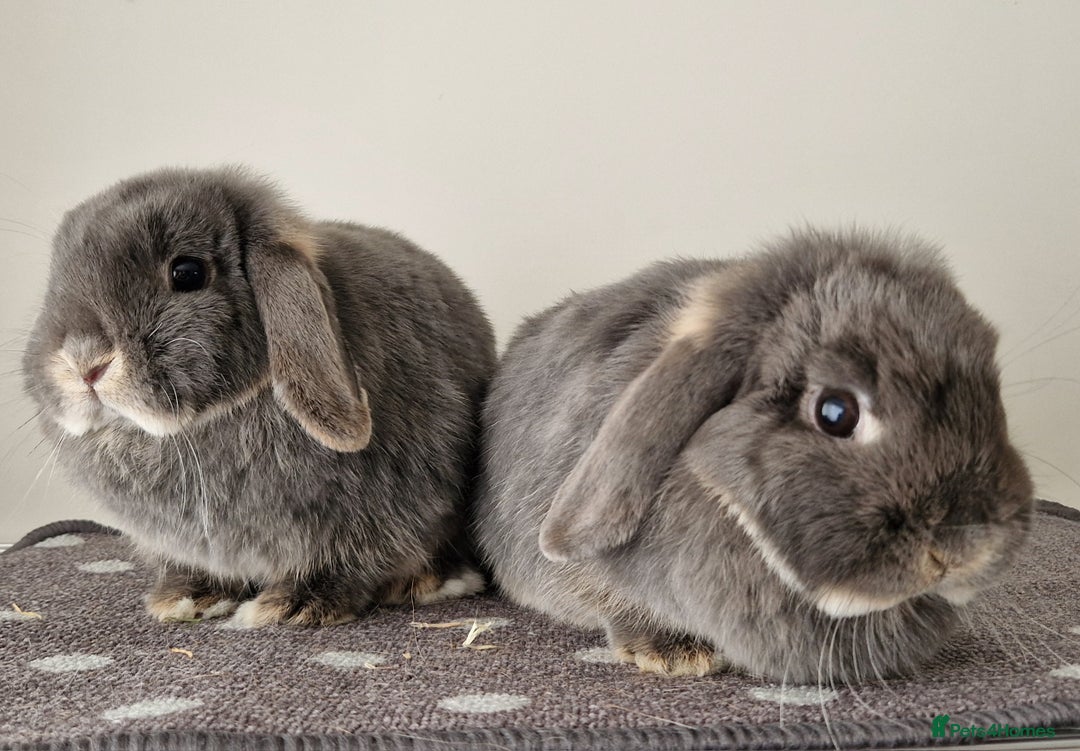 Mini Lop rabbits for sale: *RESERVED* URGENT - 2 Girls & ENTIRE set up - Image 3