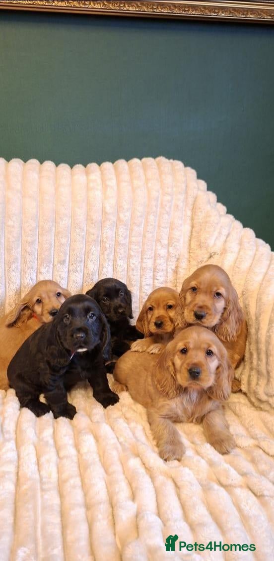 Cocker Spaniel dogs LAST 2 BLACK SHOW TYPE PUPPIES  - Advert 3
