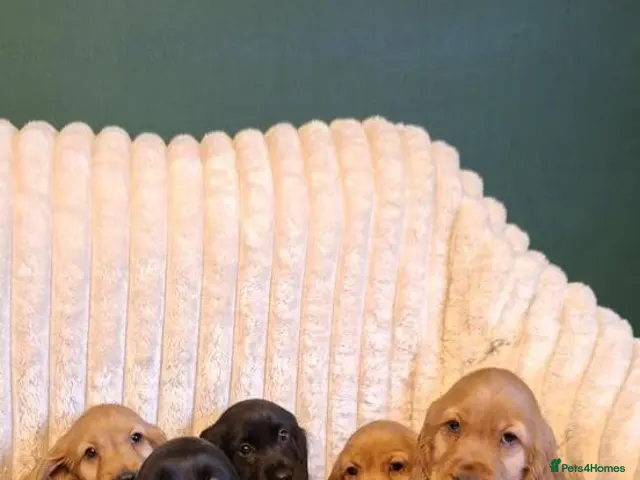 Cocker Spaniel dogs LAST 2 BLACK SHOW TYPE PUPPIES - Advert 1