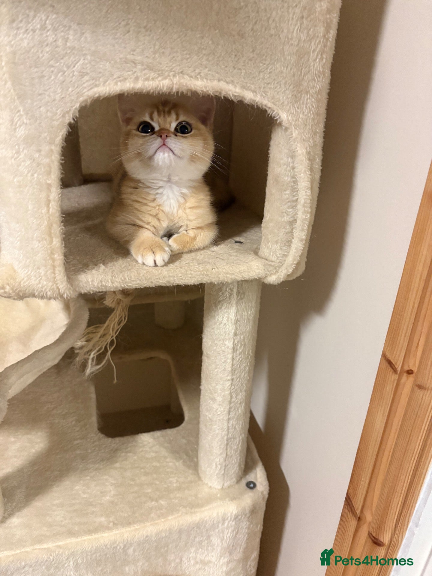British Shorthair cats ⭐ Gorgeous Golden BSH Kitten – GCCF Registered - Advert 2