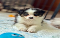 Australian Shepherd dogs for sale: Superbly Bred, Top Quality Pups - Image 5