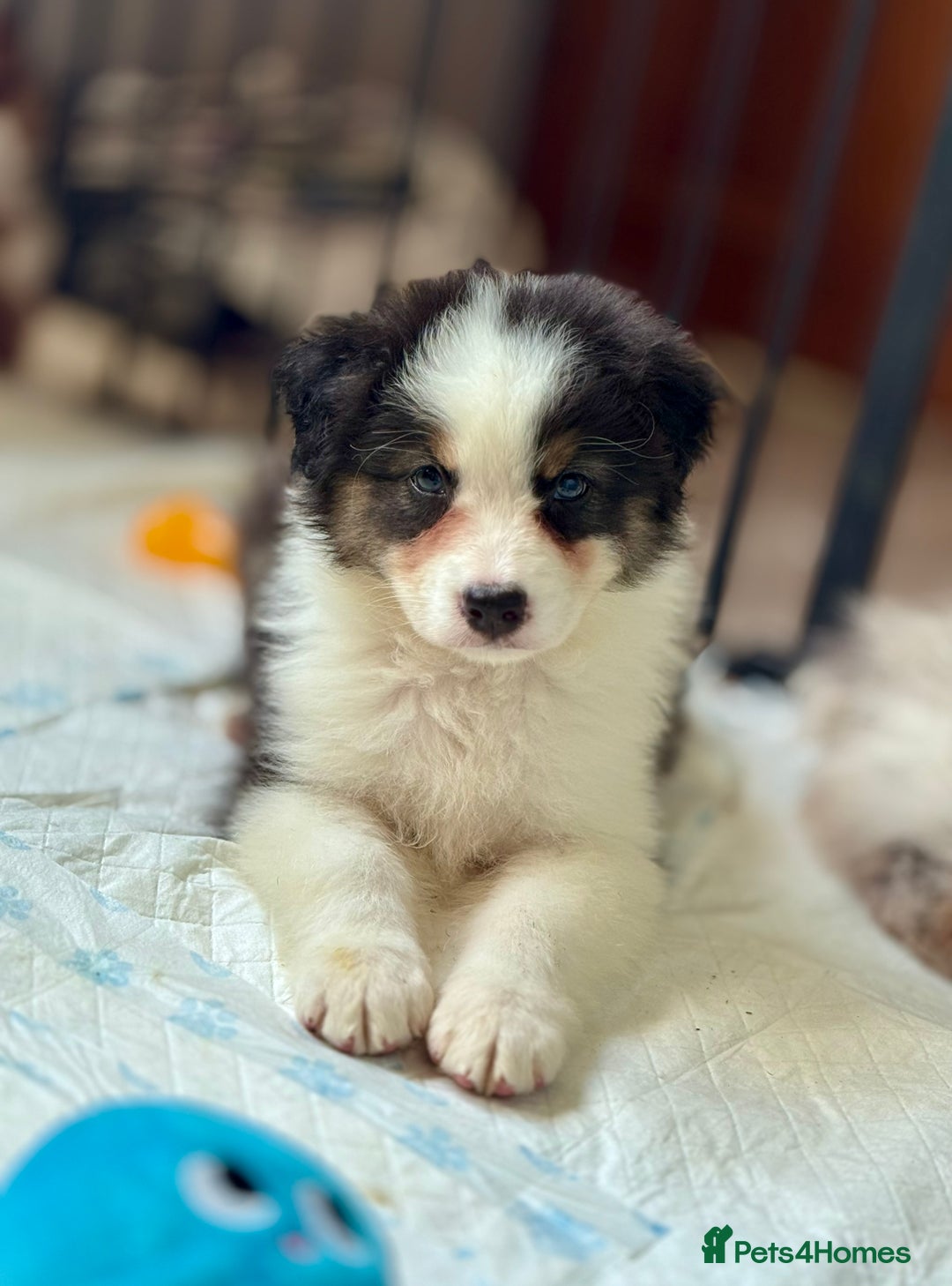 Australian Shepherd dogs for sale: Superbly Bred, Top Quality Pups - Image 5