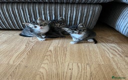 Domestic Shorthair cats for sale: Ekaterine  - Image 12
