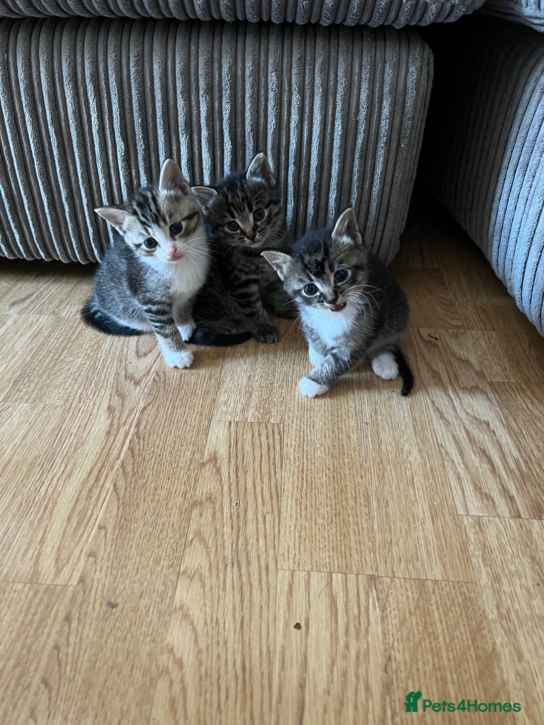 Domestic Shorthair cats for sale: Ekaterine  - Image 12