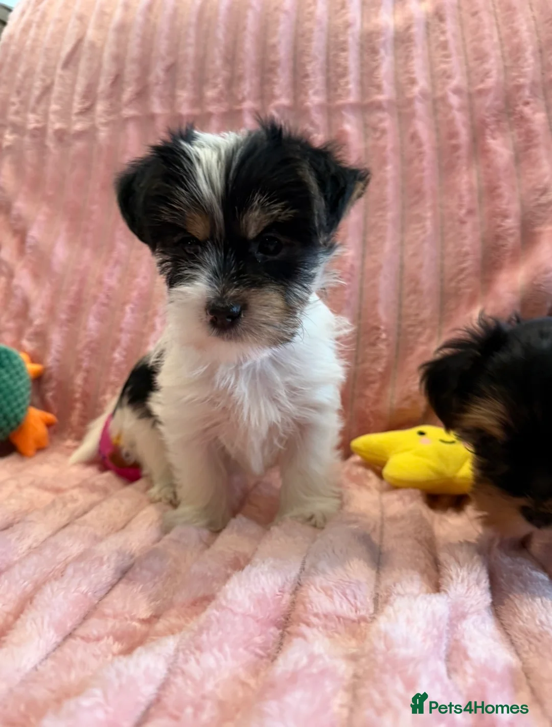 Yorkshire Terrier dogs for sale: Miniature Yorkshire Terrier Puppies  - Advert 22