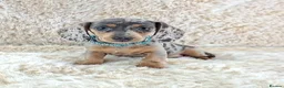 Miniature Dachshund dogs for sale: KC Registered Miniature Dachshund Puppies  - Advert 13