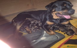 Mixed Breed dogs for sale: Wire Haired Daschund x Rottweiler  - Image 30