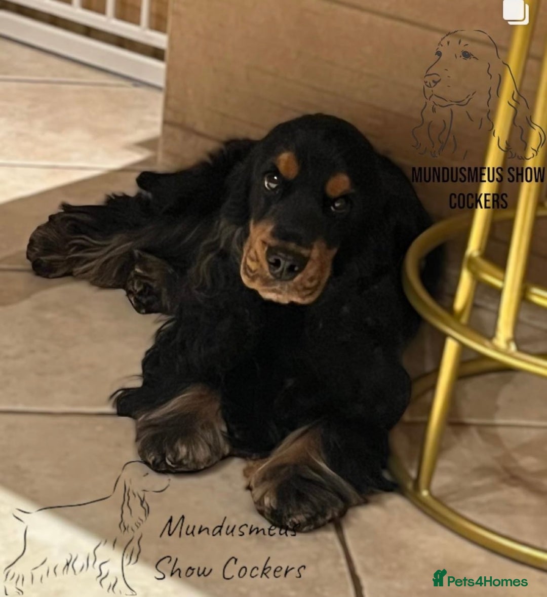 Cocker Spaniel dogs for sale: Ready 30th august import lines  - Image 38
