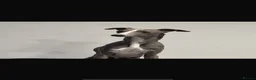 Whippet dogs for sale: KC registered Whippets health tested parents - Advert 4