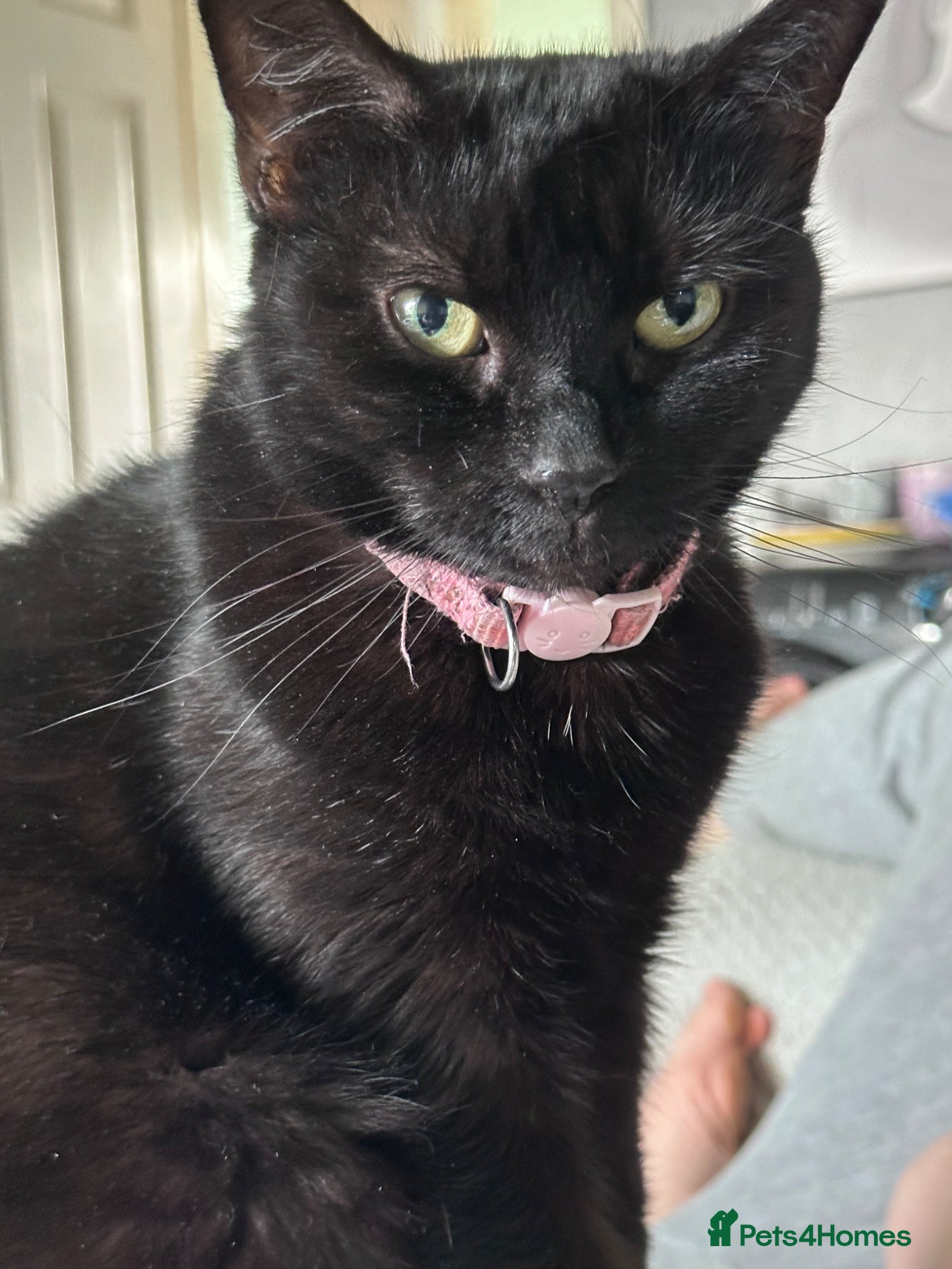 British Shorthair cats Luna age 6 - Advert 13