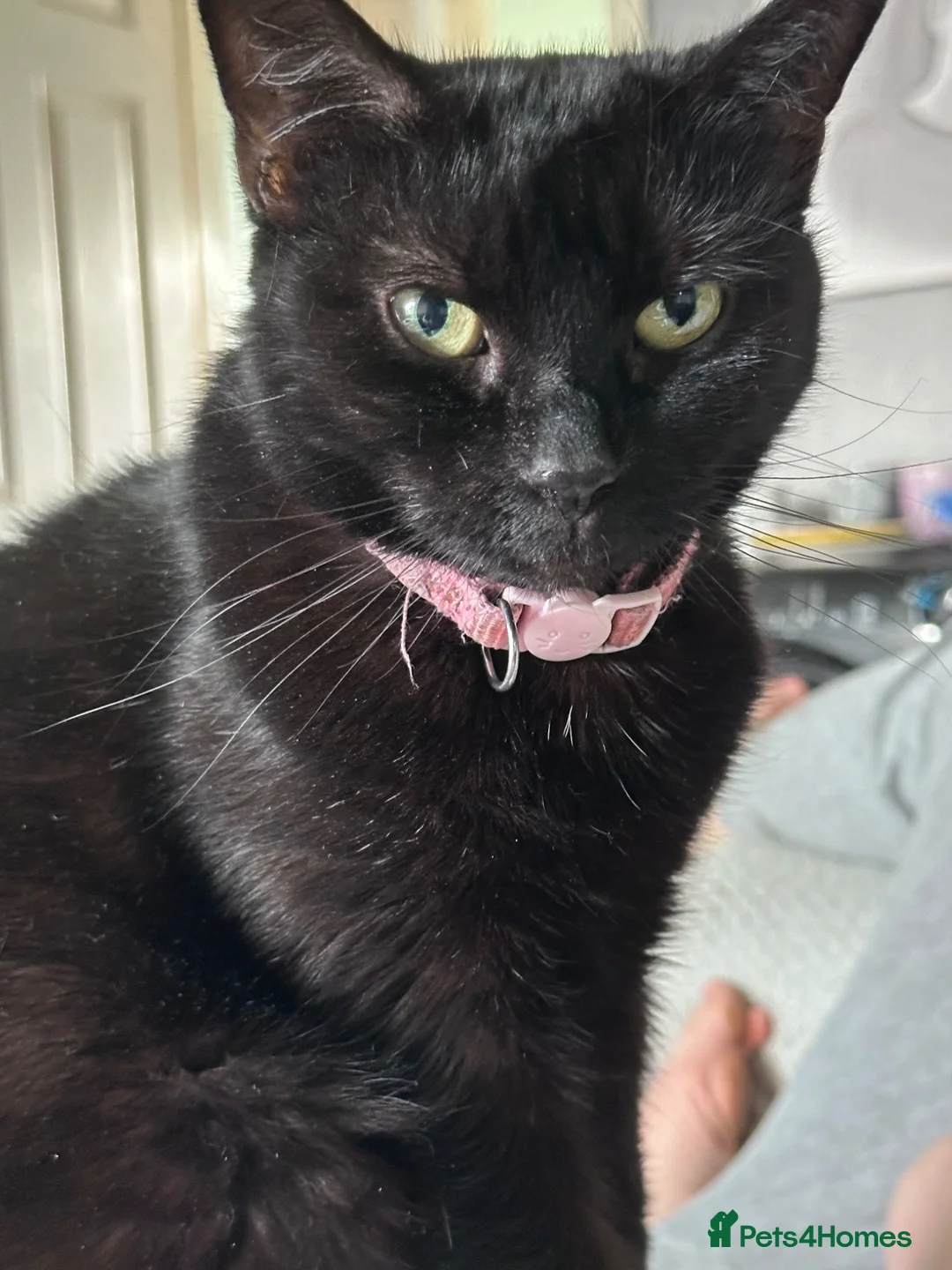 British Shorthair cats for sale: Luna age 7 - Advert 1