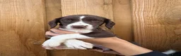 Mixed Breed dogs for sale: Bedlington whippet x springer spaniel puppys - Advert 19