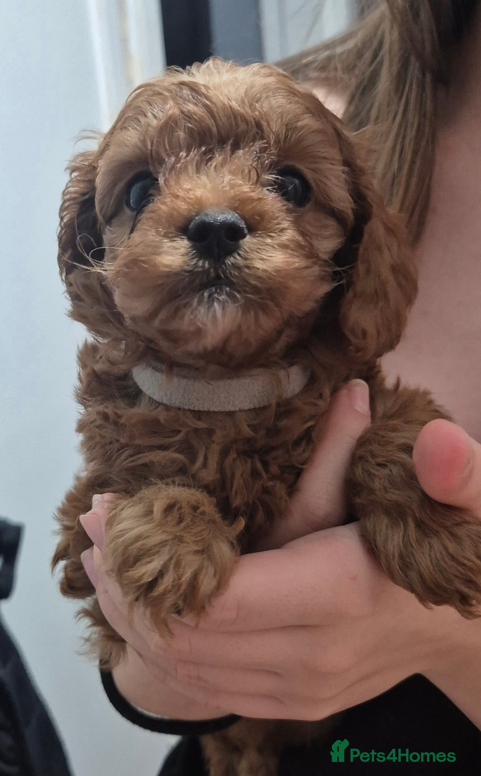 Cavapoo dogs TINY TOY CAVAPOO HEALTH TESTED  - Advert 3