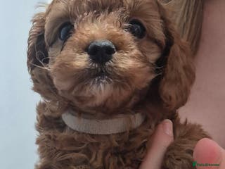 Cavapoo dogs TINY TOY CAVAPOO HEALTH TESTED - Advert 1