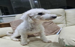 Bichon Frise dogs for sale: 2 year old bichon frise - Image 2
