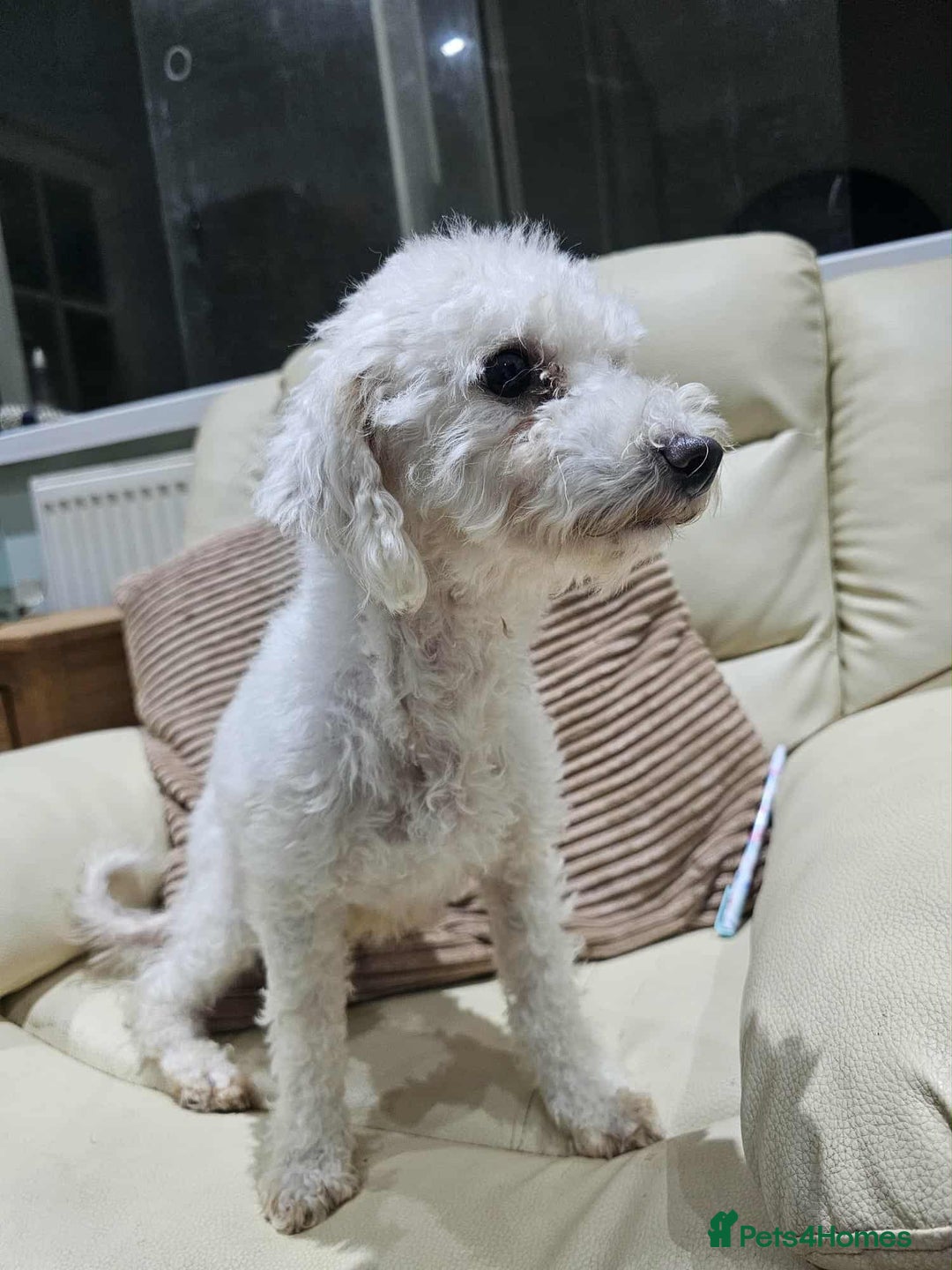 Bichon Frise dogs for sale: 2 year old bichon frise - Image 2