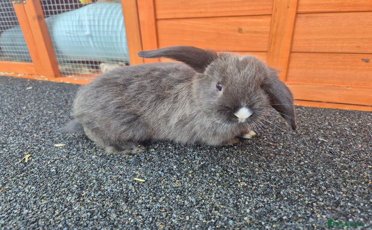 Mini Lop rabbits - Advert 8