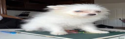 Pomeranian dogs for sale: White Pom blue eyes  - Advert 1