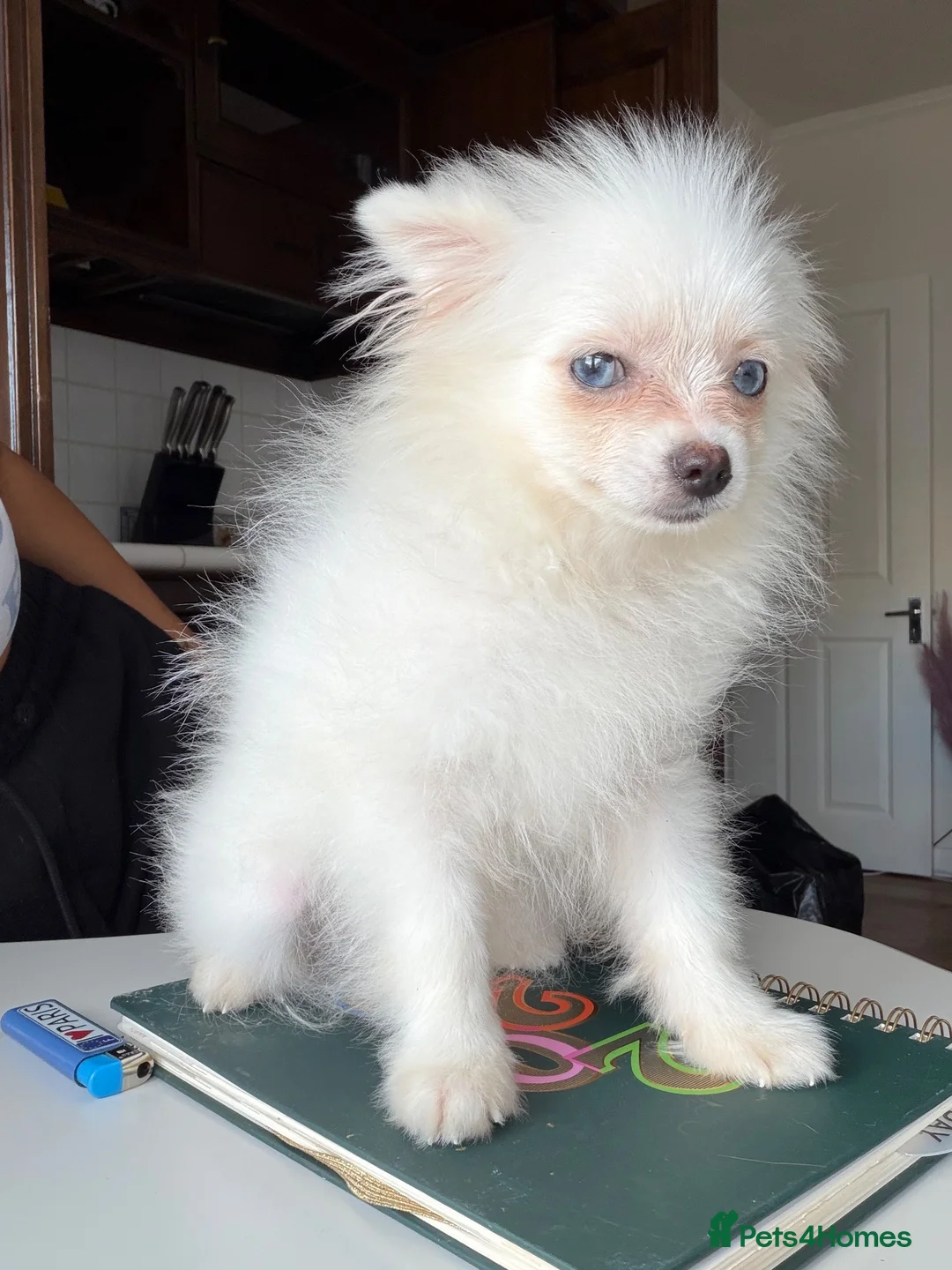 Pomeranian dogs for sale: White Pom blue eyes  - Advert 1