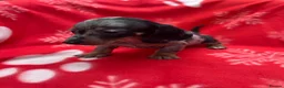 Miniature Dachshund dogs for sale: ****6 beautiful boys 💙💙*** - Advert 24