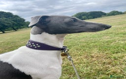 Italian Greyhound dogs for sale: 7/8 Italian Greyhound, 1/8 Whippet Puppies Due - Image 2