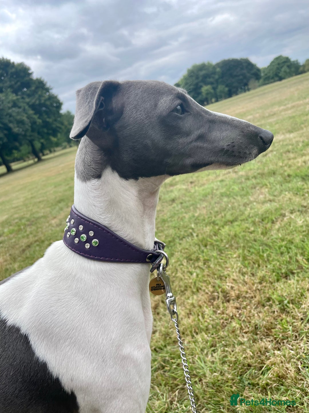 Italian Greyhound dogs for sale: 7/8 Italian Greyhound, 1/8 Whippet Puppies Due - Image 2