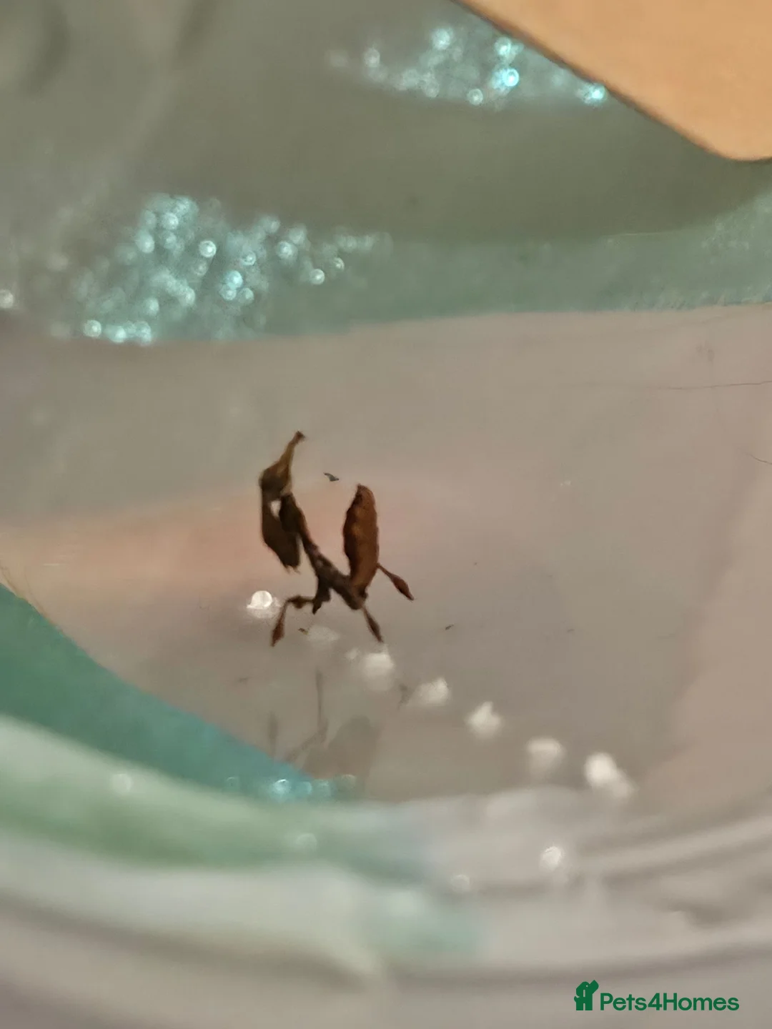 Praying Mantis invertebrates for sale: Ghost Mantis Nymph L2/3  - Advert 2