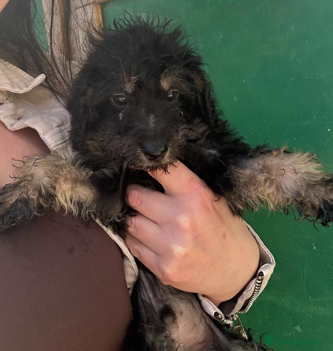 Labradoodle dogs for sale: F2 labradoodle  - Advert 2