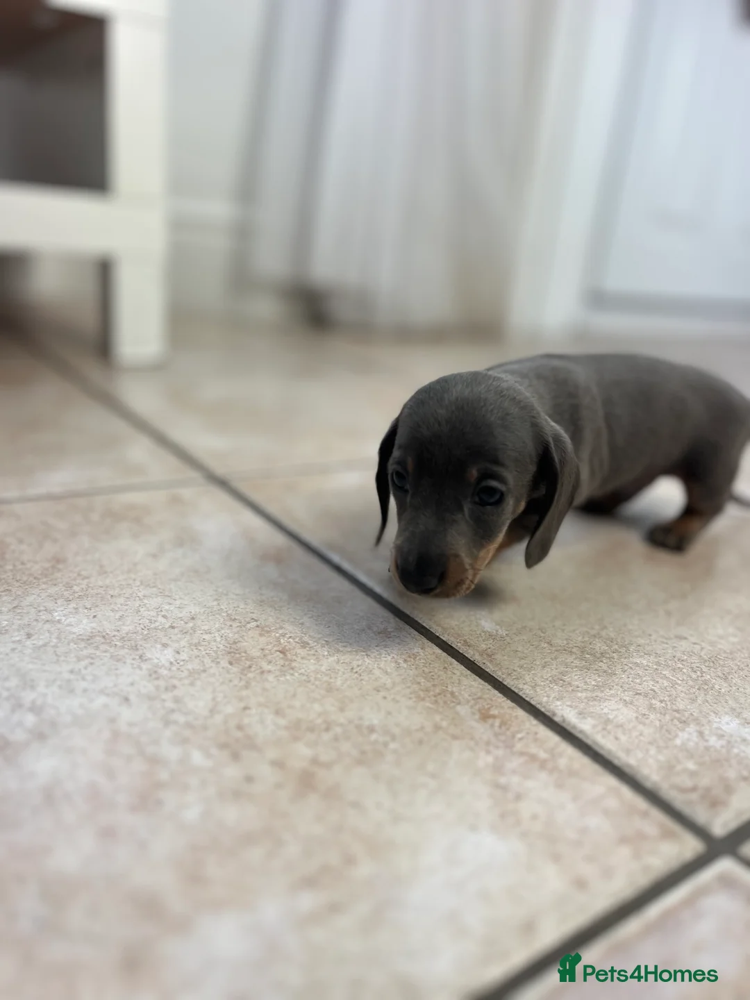 Miniature Dachshund dogs for sale: Stunning Dachshunds - Advert 2